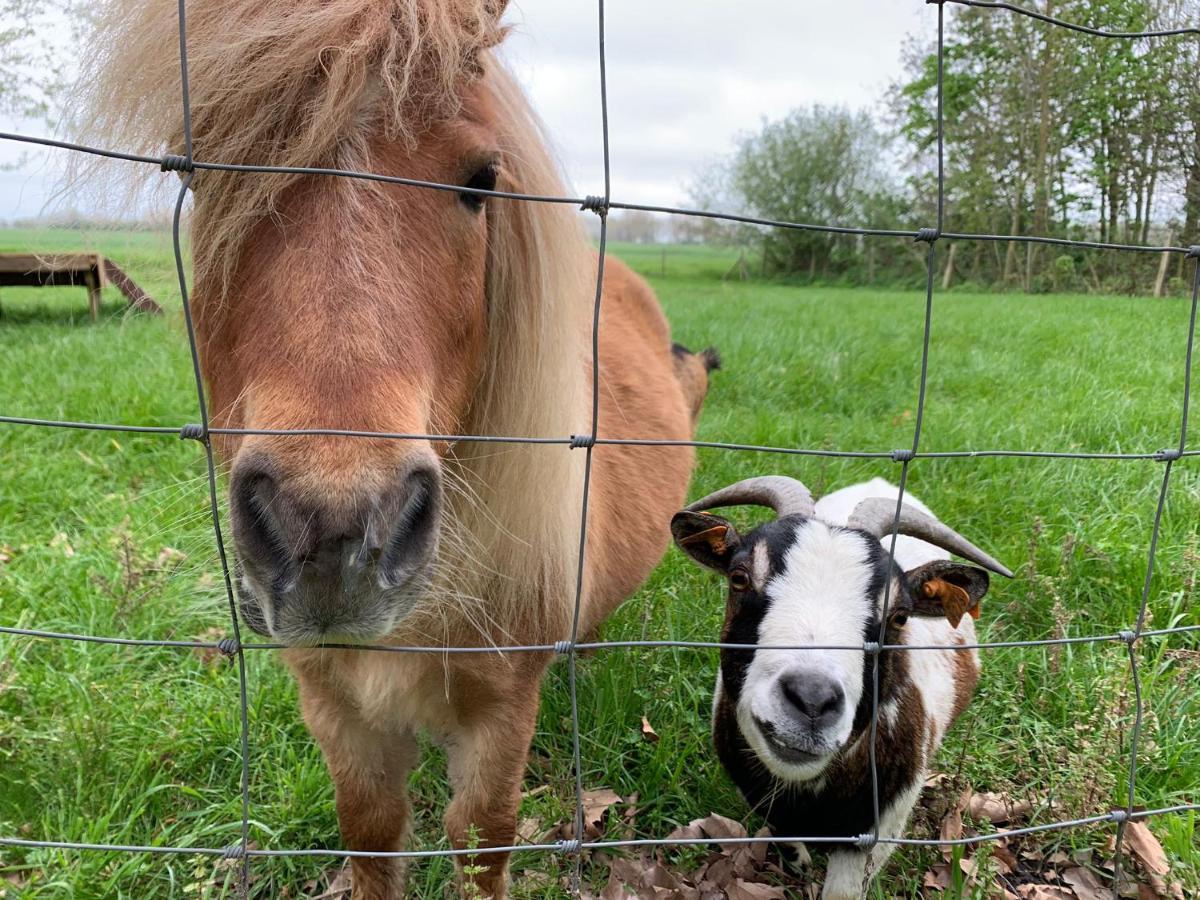 De Scheure, Charmant Vakantiehuisje Midden In De Natuur Alveringem Extérieur photo