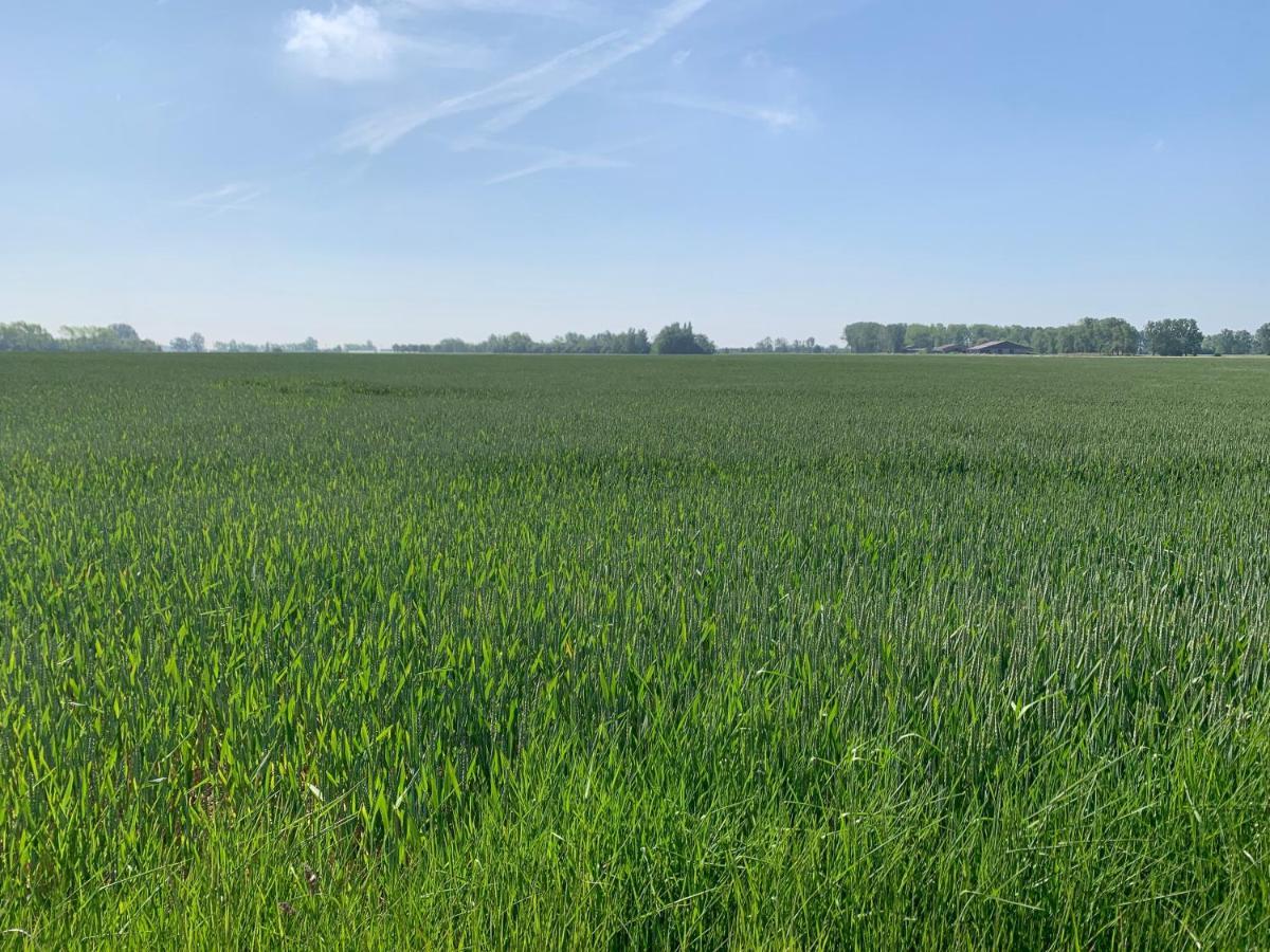 De Scheure, Charmant Vakantiehuisje Midden In De Natuur Alveringem Extérieur photo